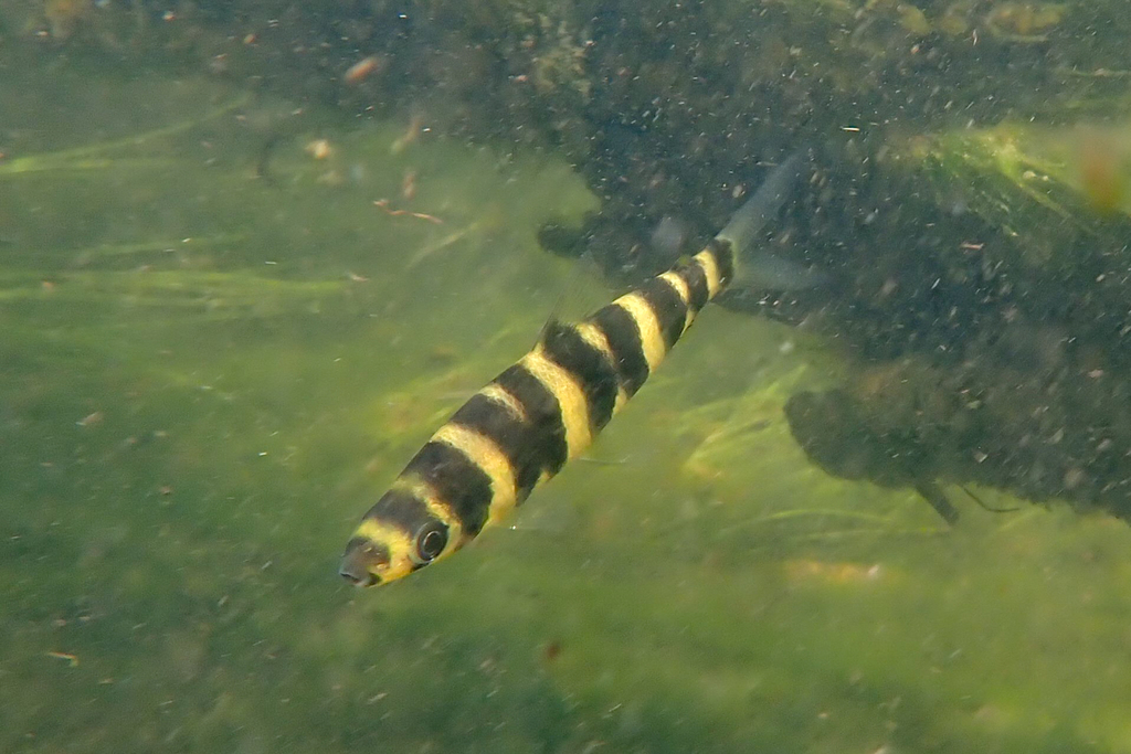 Leporinus altipinnis