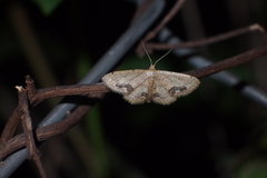 Idaea chotaria