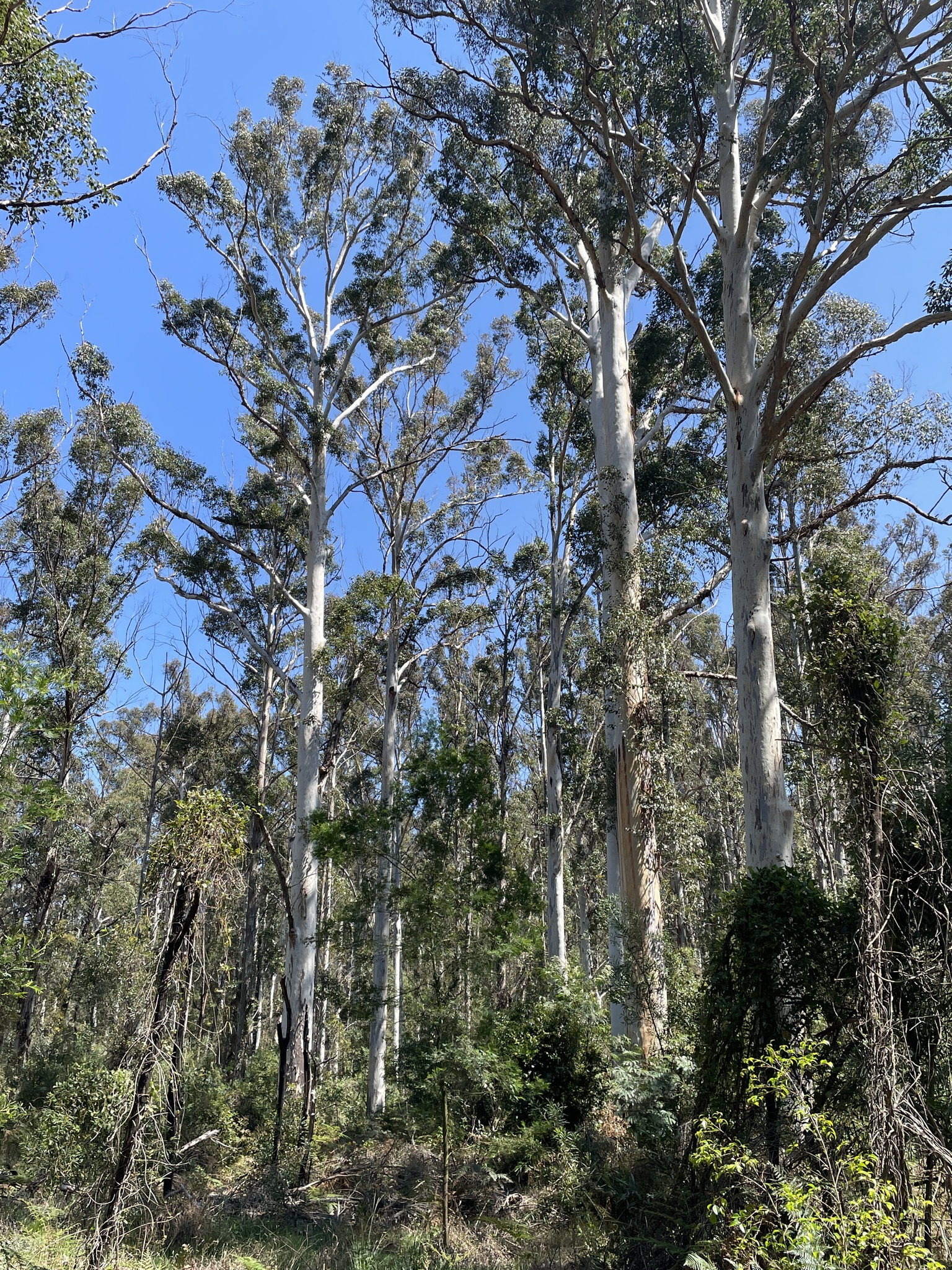 Eucalyptus deanei
