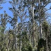 Mountain Blue Gum - Photo (c) Dean Nicolle, some rights reserved (CC BY-NC), uploaded by Dean Nicolle