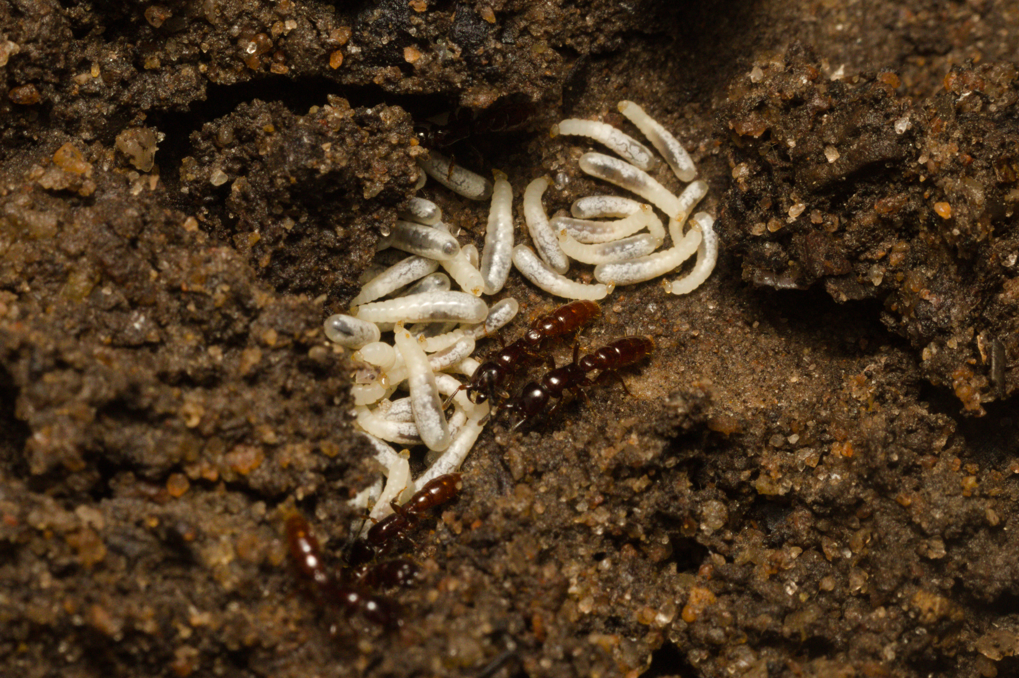 Acanthostichus quadratus