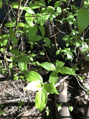 Cornus glabrata