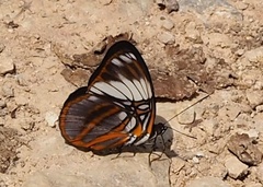 Adelpha epione