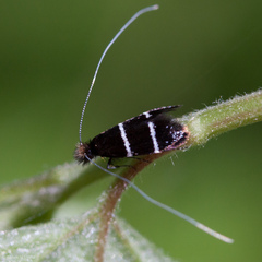 Adela septentrionella