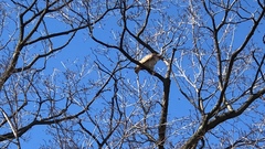 Buteo jamaicensis