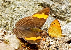Adelpha zina