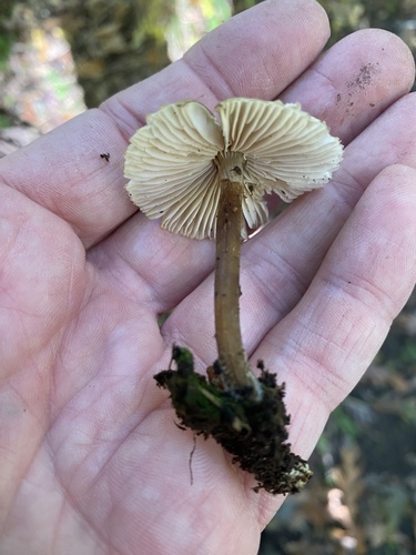 Mycena