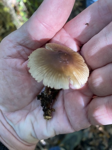 Mycena (Photo 2 of 2)