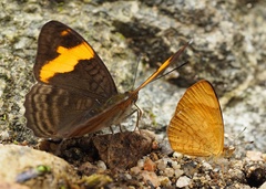 Adelpha zina