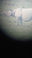 Rhinoceros unicornis