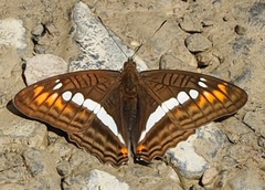 Adelpha alala