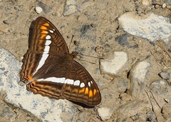 Adelpha alala