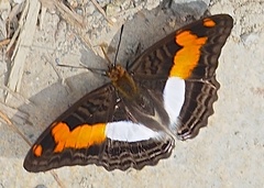 Adelpha jordani