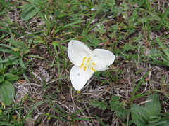 Weldenia candida