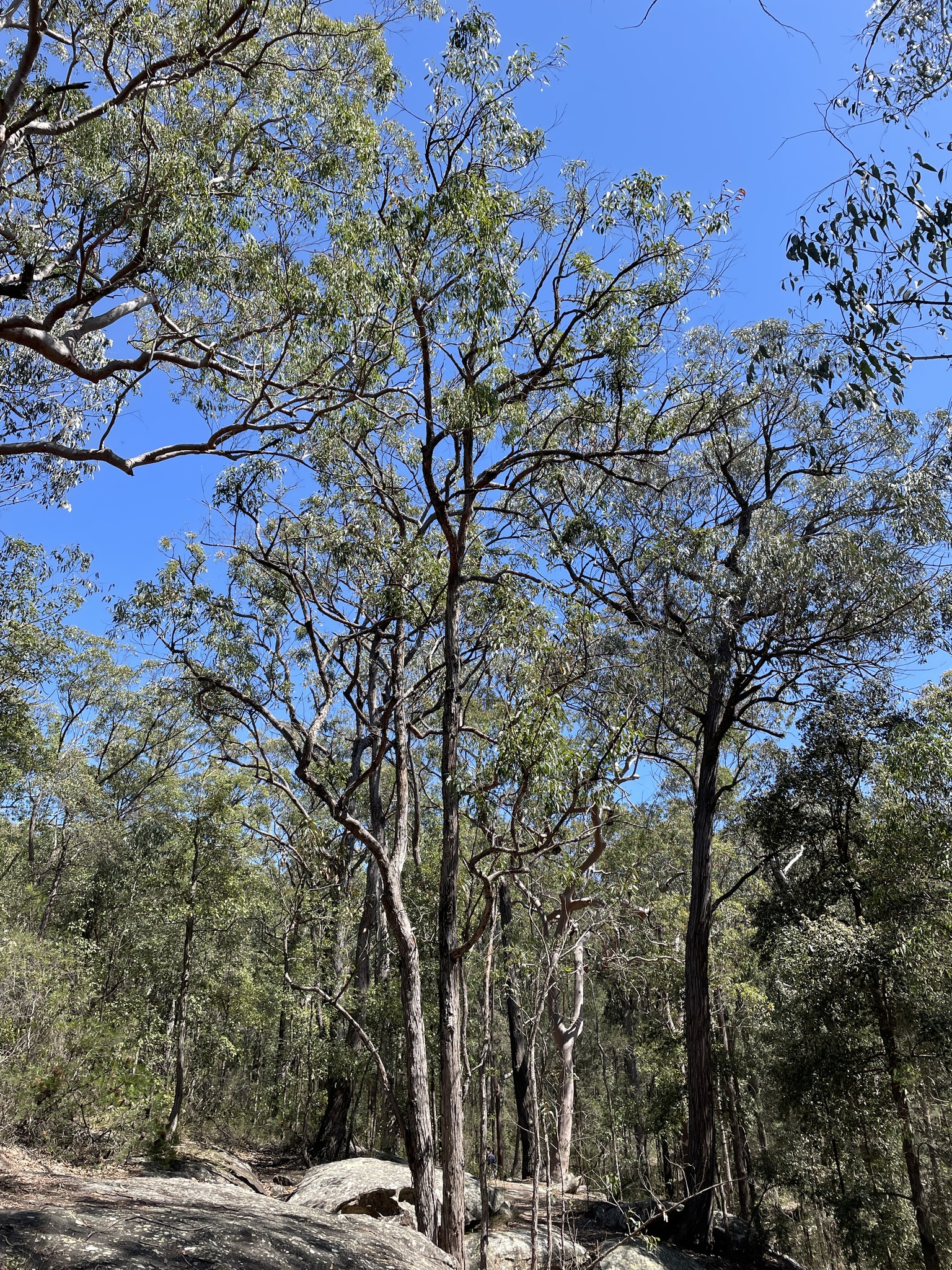 Eucalyptus notabilis