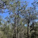 Eucalyptus notabilis - Photo 由 Dean Nicolle 所上傳的 (c) Dean Nicolle，保留部份權利CC BY-NC