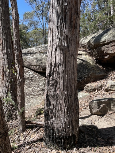 Eucalyptus notabilis Maiden 3