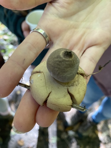 Geastrum triplex