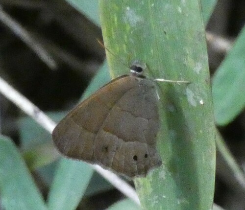 Moneuptychia wahlbergi