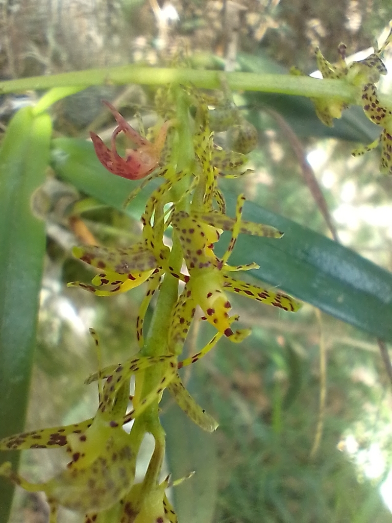 Epidendrum leopardihamatum Hágsater & Est.Domínguez
