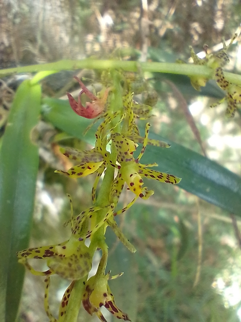 Epidendrum leopardihamatum Hágsater & Est.Domínguez 2