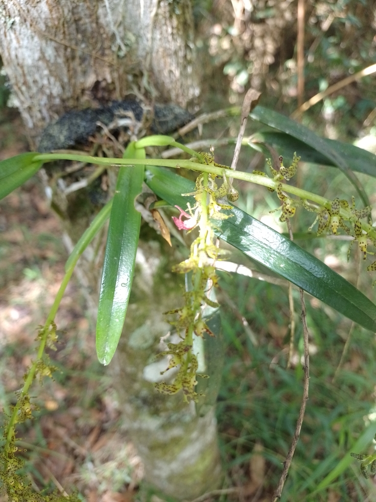 Epidendrum leopardihamatum Hágsater & Est.Domínguez 3