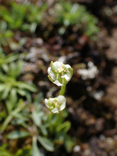 Image of Parnassia kotzebuei by no rights reserved