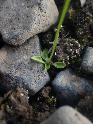 Image of Parnassia kotzebuei by no rights reserved