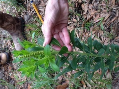 Stillingia sylvatica