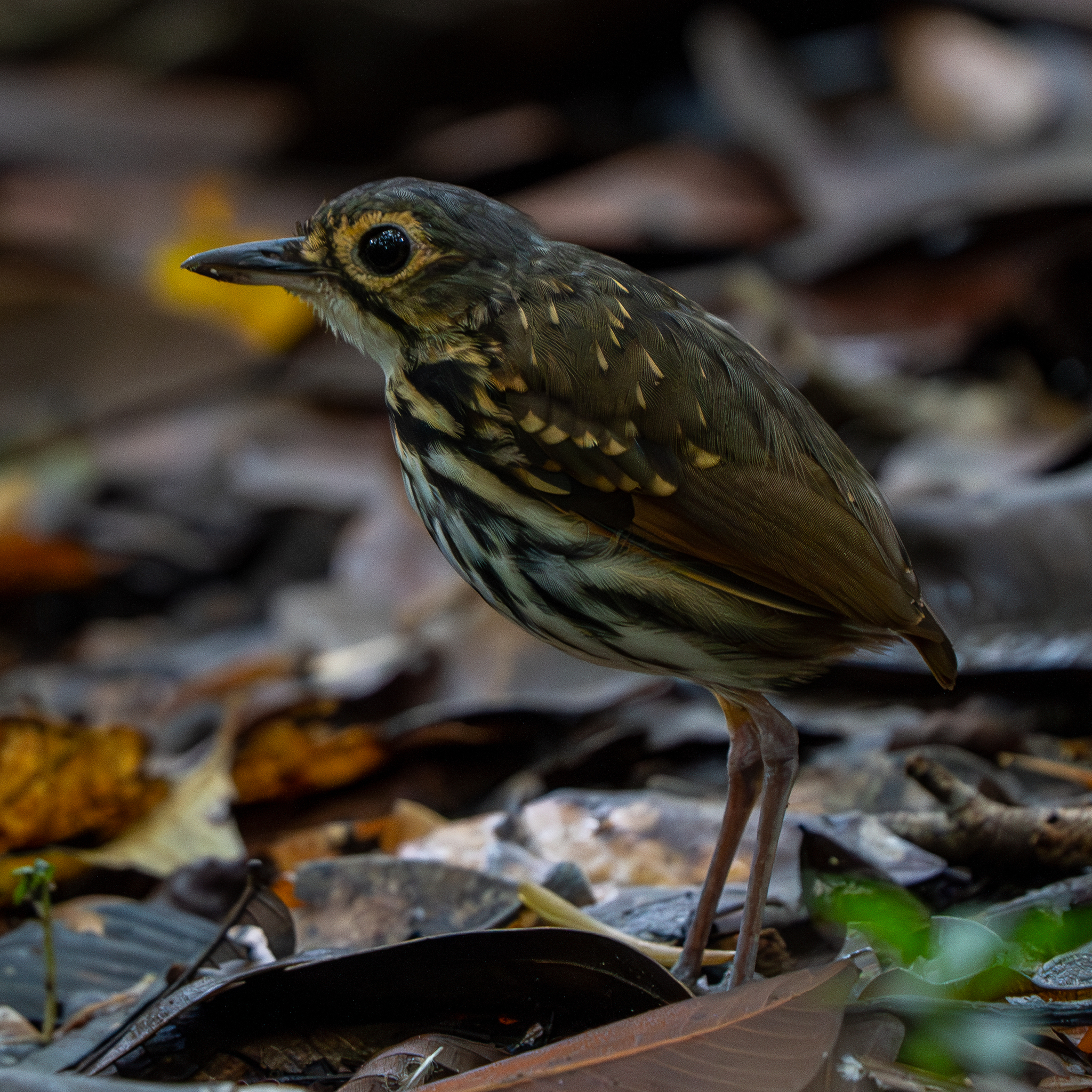 Streak-chested Antpitta illustration