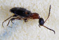 Anthelephila pedestris