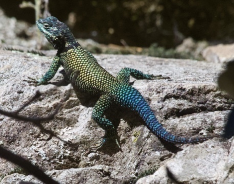 Yarrow's Spiny Lizard, Santa Cruz County, AZ, USA, photo 8 of 10