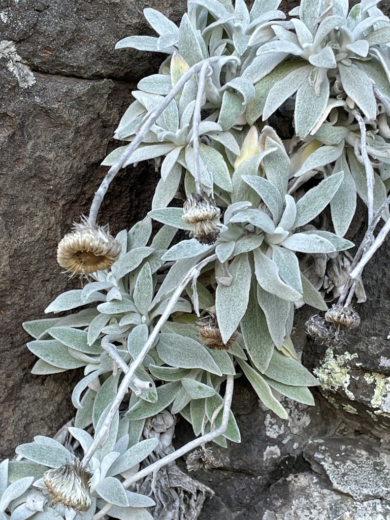 Coronidium kaputaricum