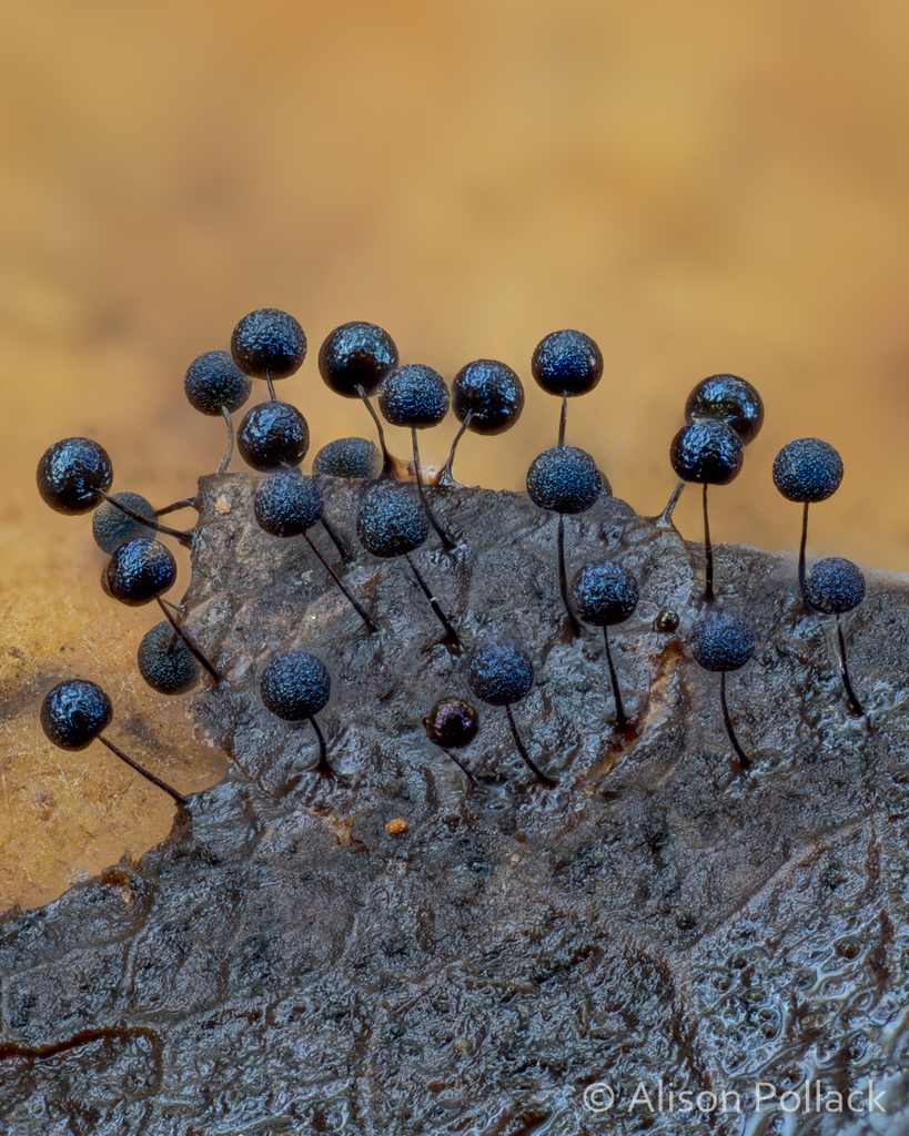 Lamproderma scintillans