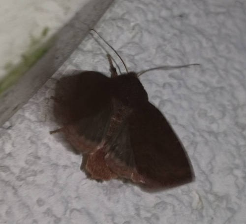 Conistra ligula