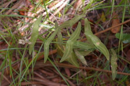 Christia vespertilionis