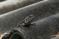 Acanthocercus atricollis