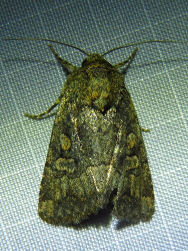 Protorthodes texana photo 5