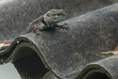 Acanthocercus atricollis