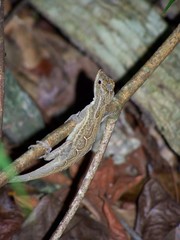 Anolis lemurinus