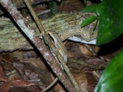 Anolis lemurinus