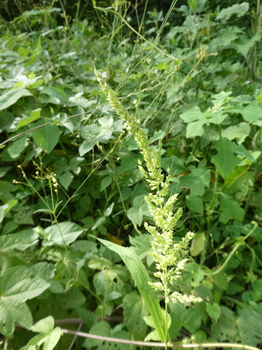 Setariopsis latiglumis