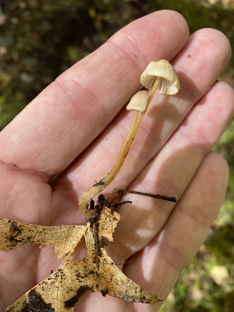 Mycena citrinomarginata from Chesterton, IN, US on October 22, 2023 at ...