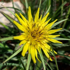Tragopogon dubius