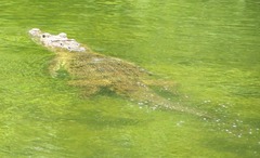 Crocodylus moreletii image