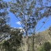 Eucalyptus pilularis - Photo (c) Dean Nicolle,  זכויות יוצרים חלקיות (CC BY-NC), הועלה על ידי Dean Nicolle