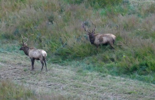 Elk photographed in West Virginia