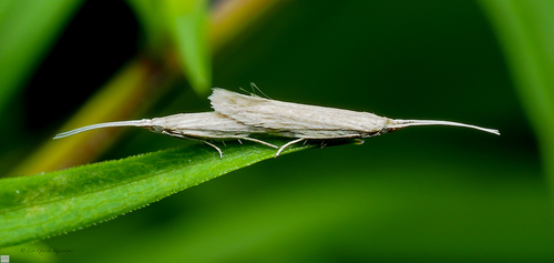 Coleophora quadrilineella