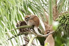 White-Eared Titi photo 5