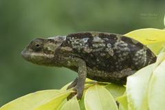 Chamaeleo dilepis